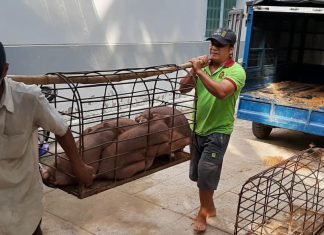 BÀN GIAO HEO GIỐNG CHÔ HỘ NUÔI TẠI TỈNH TRÀ VINH – HEO RỪNG MIỀN TÂY