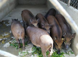 GHÉ THĂM HỘ NUÔI TẠI TỈNH LONG AN – HEO RỪNG MIỀN TÂY