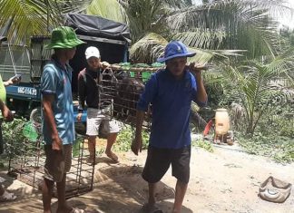 GIAO HEO GIÔNG BỔ SUNG CHO HỘ NUÔI TẠI TỈNH LONG AN – HEO RỪNG MIỀN TÂY