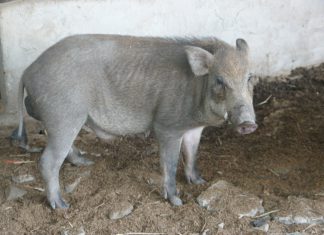 Heo Rừng Giống Đực