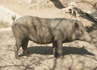 Heo Rừng Hậu Bị