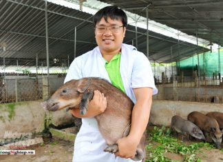 (PHÓNG SỰ) NUÔI LỢN CÓ BẢO HIỂM – HEO RỪNG MIỀN TÂY