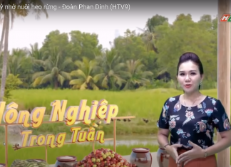 Thu nhập tiền tỷ nhờ nuôi heo rừng – Đoàn Phan Dinh (HTV9) – HEO RỪNG MIỀN TÂY