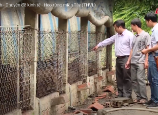 Thành công với mô hình nuôi heo rừng từ những phế phẩm nông nghiệp (THVL2) – HEO RỪNG MIỀN TÂY