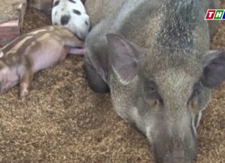 Mô hình nuôi heo rừng sạch quản lý bằng camera tại Đồng Tháp – HEO RỪNG MIỀN TÂY (THVL1)