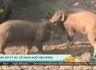 Heo rừng của anh Đoàn Phan Dinh ( Truyền hình VTV9) – HEO RỪNG MIỀN TÂY