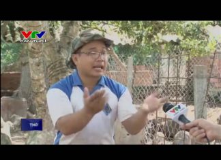 Mô hình nuôi heo rừng sạch bệnh – Heo rừng miền tây (VTV – Cần thơ 1) – HEO RỪNG MIỀN TÂY