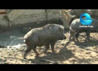 Nông nghiệp trong tuần – Heo rừng Đồng Tháp của anh Đoàn Phan Dinh – HEO RỪNG MIỀN TÂY