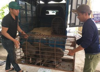 BÀN GIAO HEO GIÔNG CHO HỘ NUÔI TẠI TỈNH BẾN TRE – HEO RỪNG MIỀN TÂY