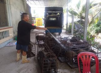 XUẤT HEO CỦA HỘ NUÔI TẠI TP CẦN THƠ – HEO RỪNG MIỀN TÂY