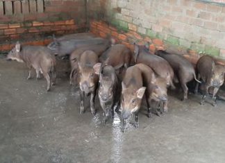 XUẤT HEO CỦA HỘ NUÔI TẠI TỈNH VĨNH LONG – HEO RỪNG MIỀN TÂY