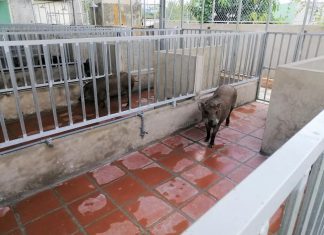 BÀN GIAO HEO GIỐNG CHO HỘ NUÔI TẠI TỈNH LONG AN – HEO RỪNG MIỀN TÂY