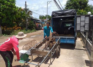 XUẤT HEO CỦA HỘ NUÔI TẠI TỈNH ĐỒNG THÁP – HEO RỪNG MIỀN TÂY