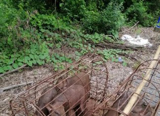 XUẤT HEO CỦA HỘ NUÔI TẠI TỈNH KIÊN GIANG – HEO RỪNG MIỀN TÂY