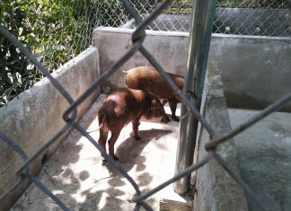 BÀN GIAO HEO GIỐNG CHO HỘ NUÔI TẠI HUYỆN CHỢ GẠO, TỈNH TIỀN GIANG – HEO RỪNG MIỀN TÂY