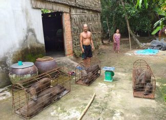 XUẤT HEO CỦA HỘ NUÔI TẠI TỈNH TRÀ VINH – HEO RỪNG MIỀN TÂY