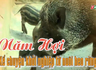 (PHÓNG SỰ) HEO RỪNG TRÊN “NHỊP SỐNG ĐỒNG BẰNG” – HEO RỪNG MIỀN TÂY