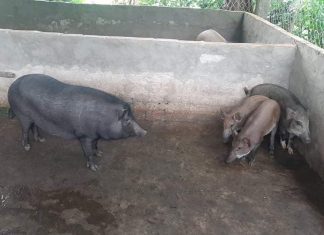 BÀN GIAO HEO GIỐNG CHO HỘ NUÔI TẠI TỈNH BẠC LIÊU – HEO RỪNG BẠC LIÊU