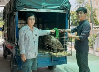 BÀN GIAO HEO GIỐNG CHO HỘ NUÔI TẠI HUYỆN CHỢ MỚI, TỈNH AN GIANG – HEO RỪNG MIỀN TÂY