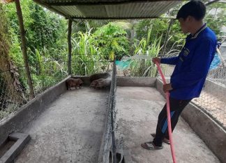 BÀN GIAO HEO GIÔNG CHO HỘ NUÔI TẠI TỈNH ĐỒNG THÁP – HEO RỪNG MIỀN TÂY