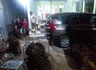 NHẬP HEO BAO TIÊU BUỔI ĐÊM – HEO RỪNG MIỀN TÂY