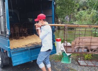 XUẤT HEO CỦA HỘ NUÔI TẠI TỈNH CÀ MAU – HEO RỪNG MIỀN TÂY