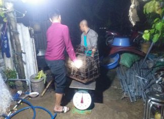 XUẤT HEO CỦA HỘ NUÔI TẠI TỈNH ĐỒNG THÁP – HEO RỪNG MIỀN TÂY