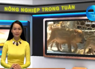 (PHÓNG SỰ) LÀM GIÀU TỪ MÔ HÌNH NUÔI HEO RỪNG LAI – HEO RỪNG MIỀN TÂY