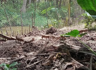 KHẢO SÁT HỘ NUÔI TẠI TỈNH TRÀ VINH – HEO RỪNG MIỀN TÂY