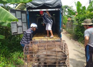 XUẤT HEO CỦA HỘ NUÔI TẠI TỈNH ĐỒNG THÁP – HEO RỪNG MIỀN TÂY