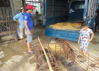 BẠN GIAO HEO GIỐNG CHO HỘ NUÔI TẠI TỈNH LONG AN – HEO RỪNG MIỀN TÂY