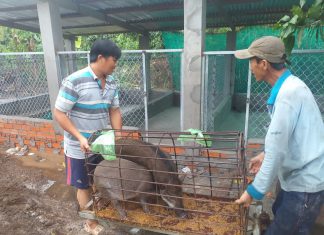 BÀN GIAO HEO GIỐNG CHO HỘ NUÔI TẠI TỈNH ĐỒNG THÁP – HEO RỪNG MIỀN TÂY