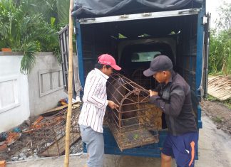 BÀN GIAO HEO GIỐNG CHO HỘ NUÔI TẠI TỈNH SÓC TRĂNG – HEO RỪNG MIỀN TÂY