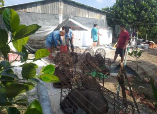 BÀN GIAO HEO GIỐNG CHO HỘ NUÔI TẠI TỈNH TIỀN GIANG – HEO RỪNG MIỀN TÂY