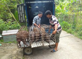 XUẤT HEO CỦA HỘ NUÔI TẠI TỈNH BẾN TRE – HEO RỪNG MIỀN TÂY