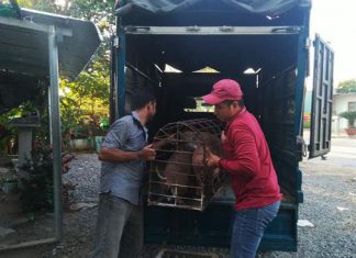 BÀN GIAO HEO GIỐNG CHO HỘ NUÔI TẠI TỈNH SÓC TRĂNG – HEO RỪNG MIỀN TÂY