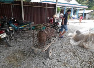 BÀN GIAO HEO GIỐNG CHO HỘ NUÔI TẠI VĨNH LONG – HEO RỪNG MIỀN TÂY