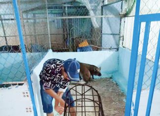 GIAO GIỐNG CHO HỘ DÂN TỈNH LONG AN – HEO RỪNG MIỀN TÂY