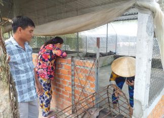 GIAO GIỐNG CHO HỘ NUÔI Ở KIÊN GIANG – HEO RỪNG MIỀN TÂY