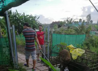 GIAO GIỐNG CHO HỘ NUÔI Ở CẦN THƠ – HEO RỪNG MIỀN TÂY