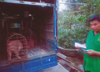 GIAO GIỐNG CHO HỘ NUÔI Ở ĐỒNG THÁP – HEO RỪNG MIỀN TÂY