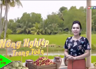 (PHÓNG SỰ) THU NHẬP TIỀN TỈ NHỜ NUÔI HEO RỪNG.