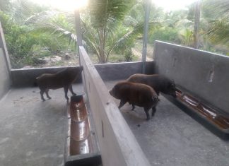 BÀN GIAO HEO GIỐNG CHOHỘ NUÔI TẠI TỈNH TIỀN GIANG – HEO RỪNG MIỀN TÂY