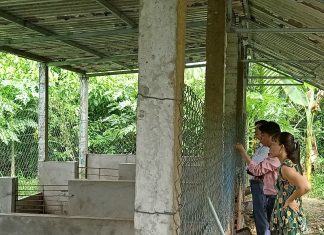 KHẢO SÁT HƯỚNG DẪN XÂY CHUỒNG CHO 2 HỘ NUÔI TỈNH BẾN TRE – HEO RỪNG MIỀN TÂY