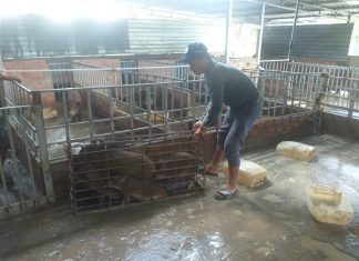 XUẤT HEO CỦA HỘ NUÔI TẠI TỈNH TIỀN GIANG – HEO RỪNG MIỀN TÂY