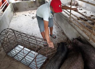 XUẤT HEO CỦA HỘ NUÔI TẠI TỈNH VĨNH LONG – HEO RỪNG MIỀN TÂY