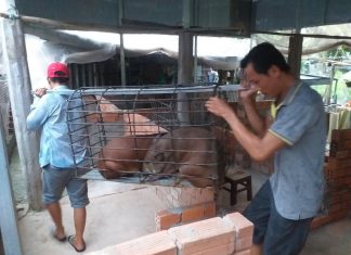 BÀN GIAO HEO GIỐNG CHO HỘ NUÔI TẠI TP. CẦN THƠ – HEO RỪNG MIỀN TÂY