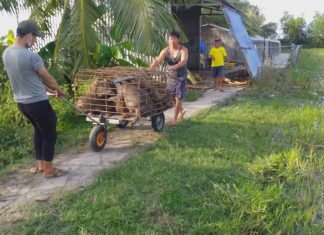 XUẤT HEO CỦA HỘ NUÔI TẠI TỈNH KIÊN GIANG – HEO RỪNG MIỀN TÂY