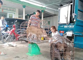 SOẠN ĐƠN GIAO GIỐNG CHO HỘ NUÔI TỈNH LONG AN VÀ BẾN TRE