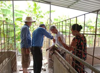 HỖ TRỢ KỸ THUẬT CHO HỘ NUÔI TỈNH LONG AN – HEO RỪNG MIỀN TÂY